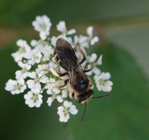 Andrena sp.